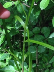 Carex cephalophora