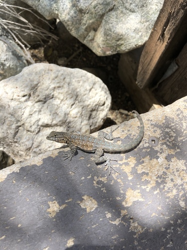 iNaturalist observation photo of Western Side-blotched Lizard