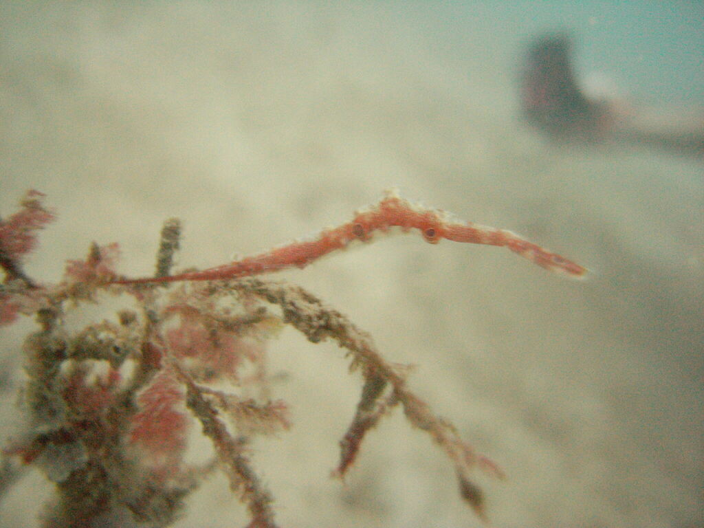 Ocellated Tozeuma Shrimp