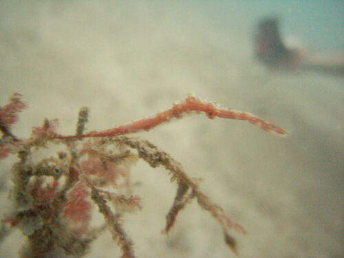Ocellated Tozeuma Shrimp