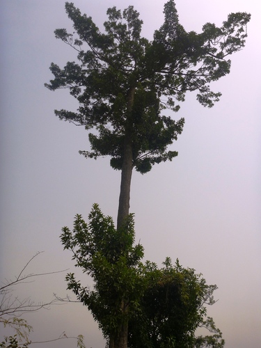 Pentadesma butyracea