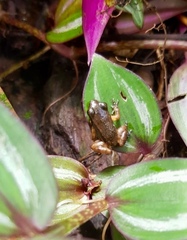 Mannophryne trinitatis