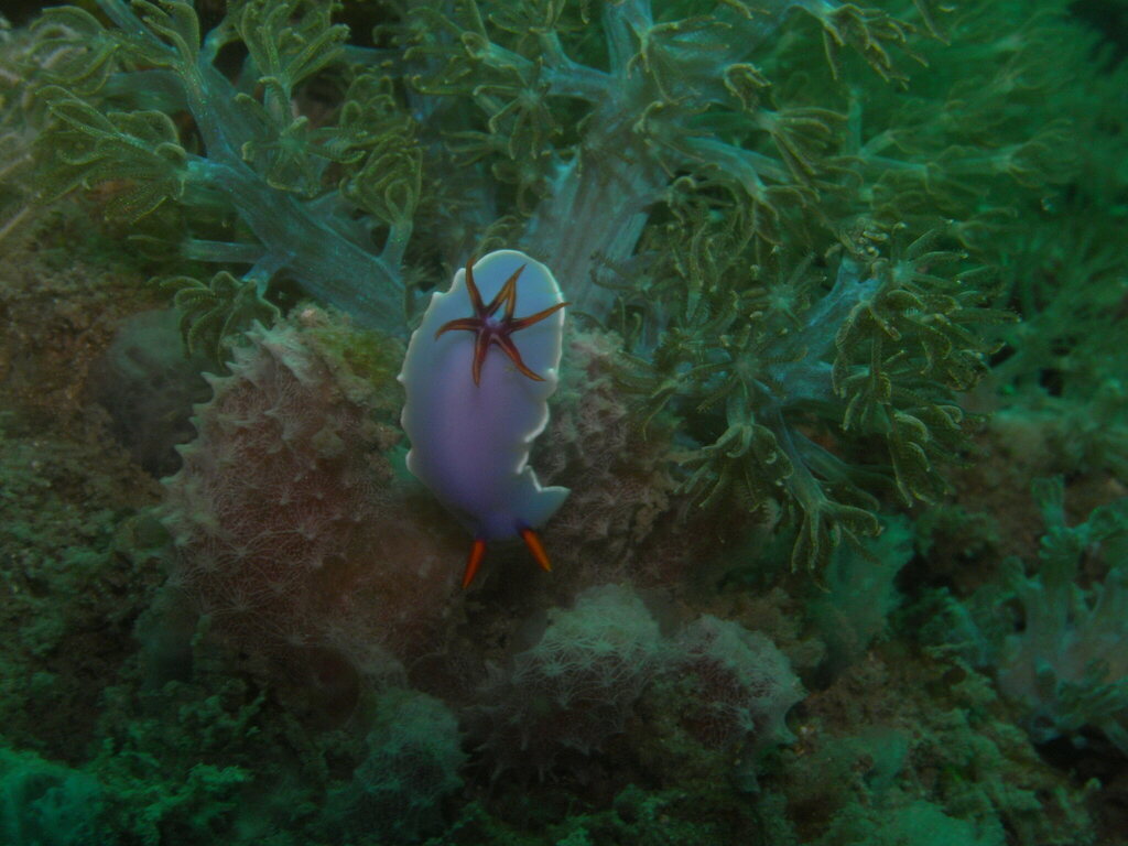 Lavender Rainbow Dorid