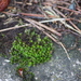 Wall Thread-Moss - Photo (c) Amanda Cogan Barber, some rights reserved (CC BY-NC), uploaded by Amanda Cogan Barber