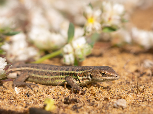 Western Psammodromus, Portugal, photo 9 of 10