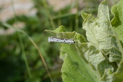 Myelois circumvoluta