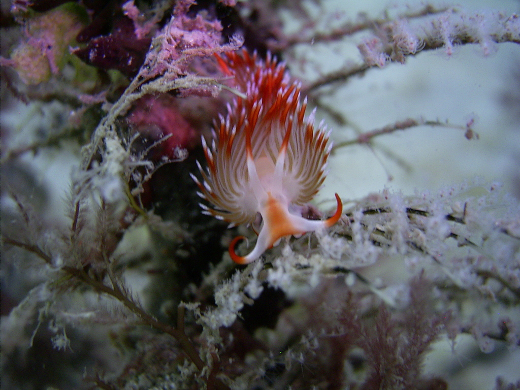 Sakuraeolis nungunoides