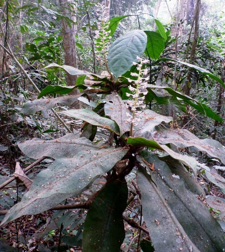 Palisota hirsuta