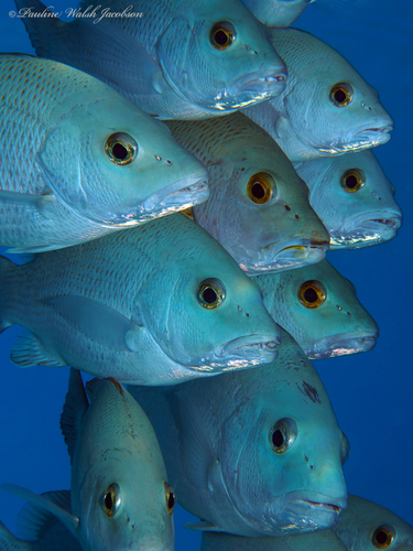 Gray Snapper