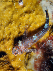 Two-Bar Triplefin photo 4