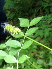 Carex cephalophora