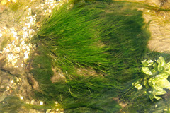 Zannichellia palustris