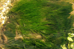 Zannichellia palustris