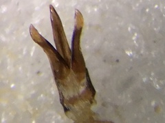 Nitidolimonius weidtii