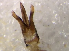 Nitidolimonius weidtii