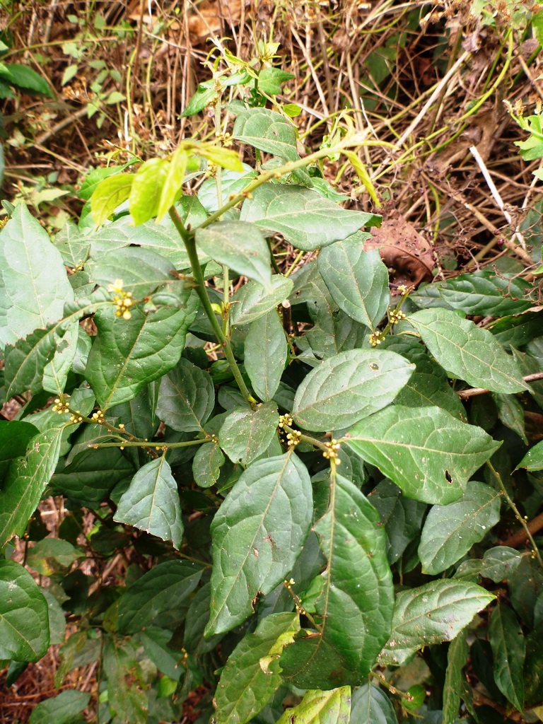 Microdesmis keayana