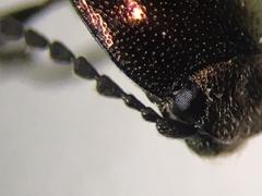 Nitidolimonius weidtii