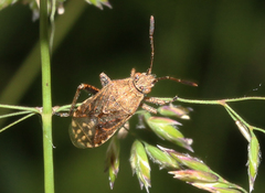 Stictopleurus punctatonervosus