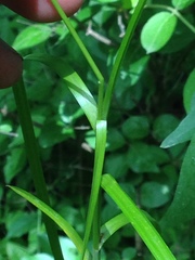 Carex cephalophora