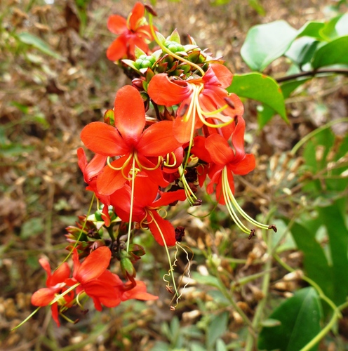Flaming Glorybower