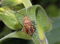 Stictopleurus punctatonervosus