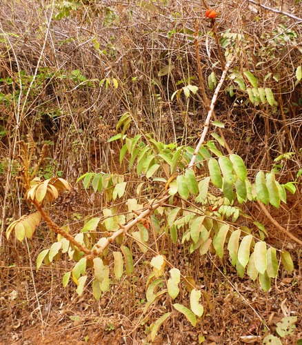 Cnestis ferruginea
