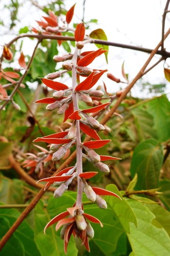Combretum platypterum