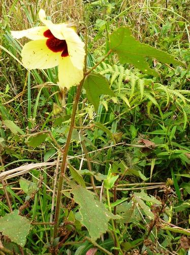 Sabdariffa fabiana