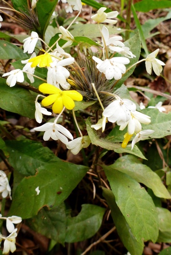 Lankesteria hispida