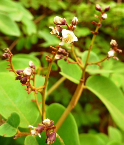 Dalbergia saxatilis, 2012-02-06