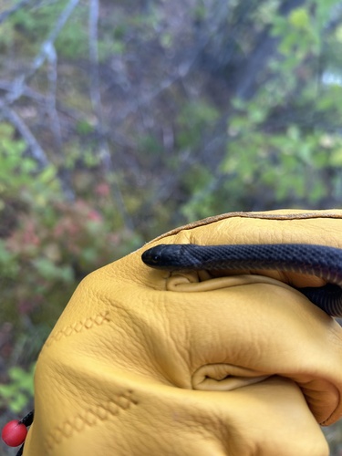 Wandering Garter Snake photographed in Idaho