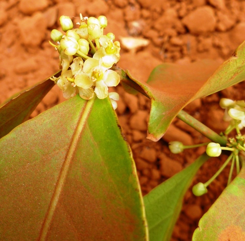 Salacia owabiensis
