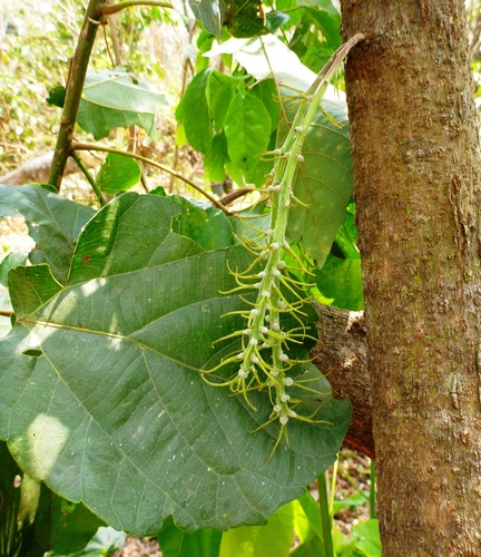 Alchornea cordifolia