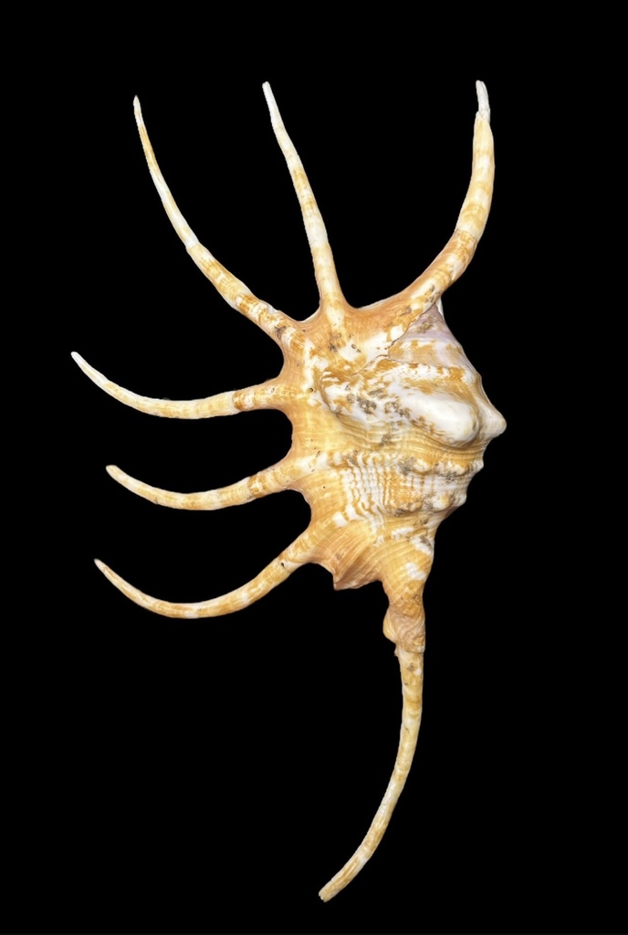 Lambis pilsbryi