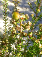Phylica parviflora