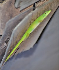 Phelsuma andamanensis