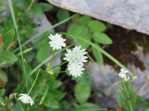 Astrantia bavarica, photograph 5