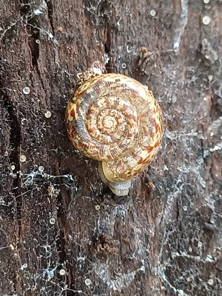 Flammulina festiva