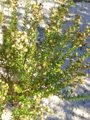 Phylica parviflora
