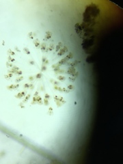 Conochilus hippocrepis