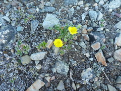 Potentilla × villosula