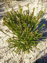 Phylica parviflora
