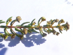 Phylica parviflora