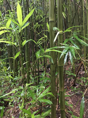 Phyllostachys nigra