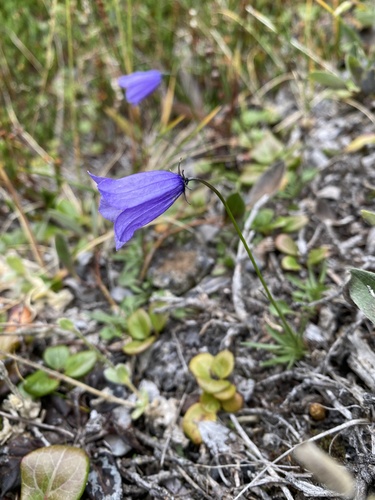 Campanula giesekiana, photograph 1