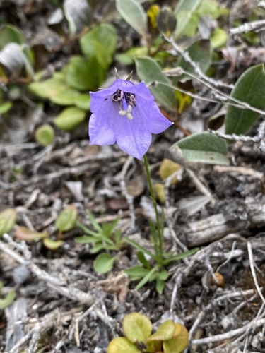 Campanula giesekiana, photograph 2