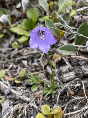 Ingvild Riska, CC BY, iNaturalist via GBIF Campanula giesekiana, photograph Ingvild Riska, CC BY, iNaturalist via GBIF