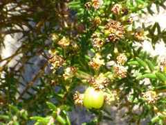 Phylica parviflora
