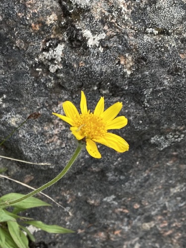 Narrowleaf arnica (Arnica angustifolia)