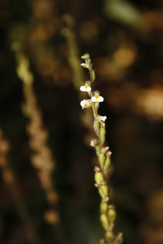 Image of Zeuxine gracilis by (c) Siddarth Machado, some rights reserved (CC BY)